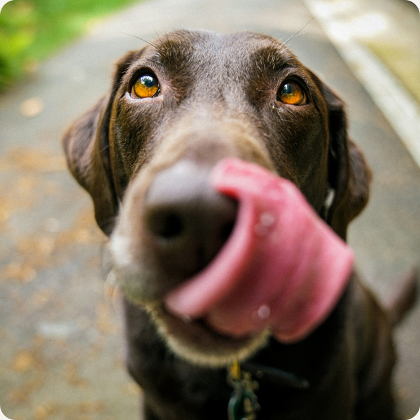 The Science of Licking: Why Your Dog's Natural Calming Mechanism Is More Powerful Than You Think