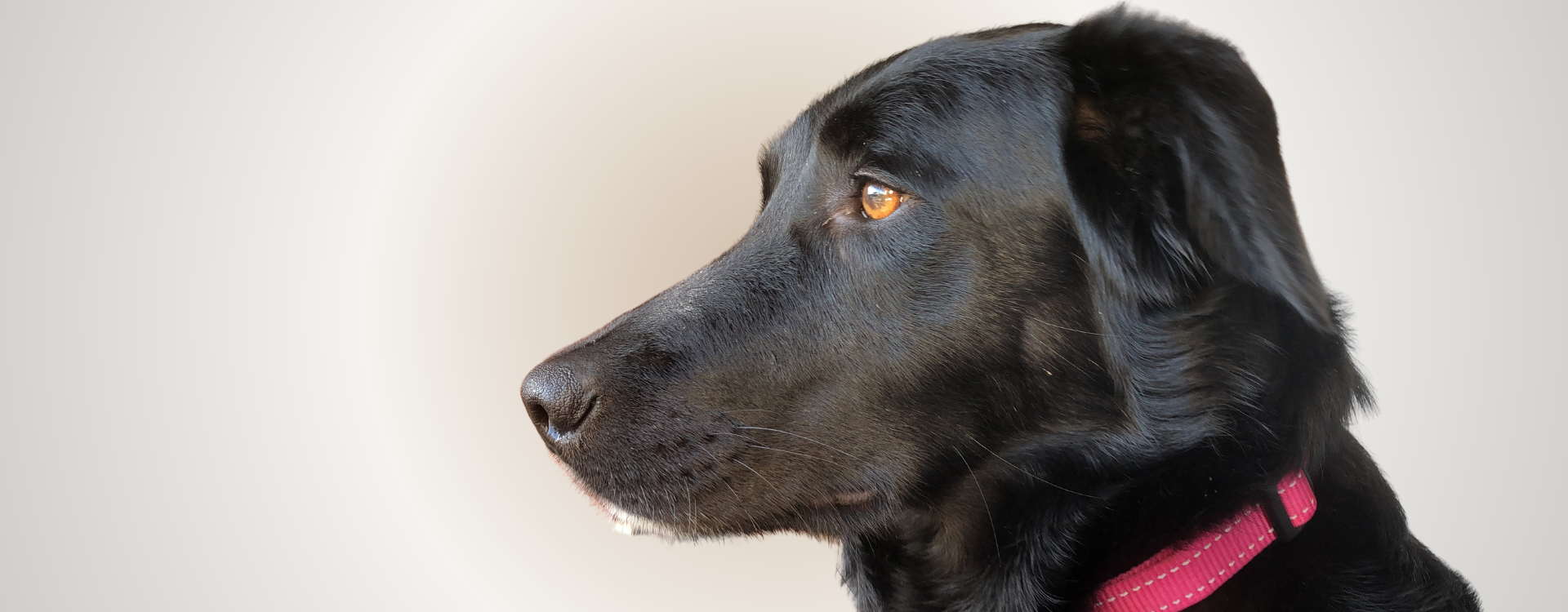 Black dog with a pink collar on a plain background