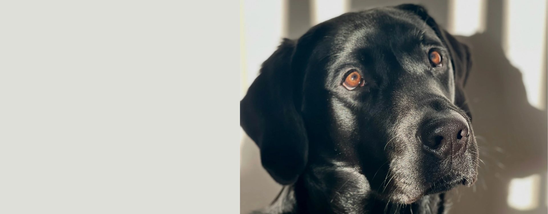 Black dog with orange eyes looking directly at the camera.