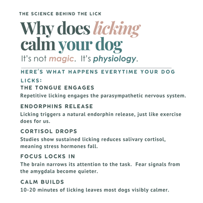 Explanation of why licking calms a dog, with text on a white background.